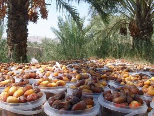 قیمت خرما در سال آینده چقدر تغییر خواهد کرد؟