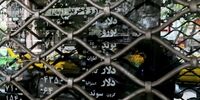 خروج معامله گران از تمام بازارها +نمودار