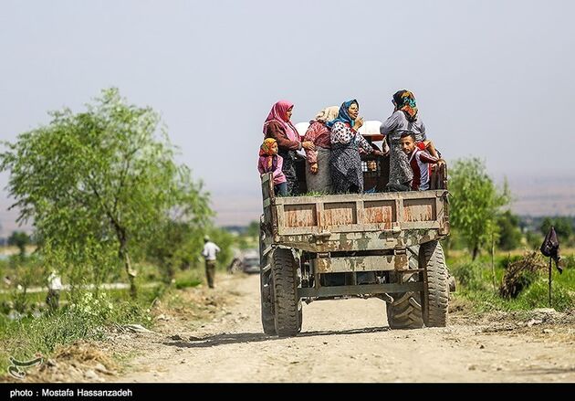 نشا برنج در گلستان