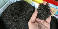  یک نماینده مجلس خواستار برخورد قاطعانه دستگاه قضا با مفسدان واردکننده چای شد 