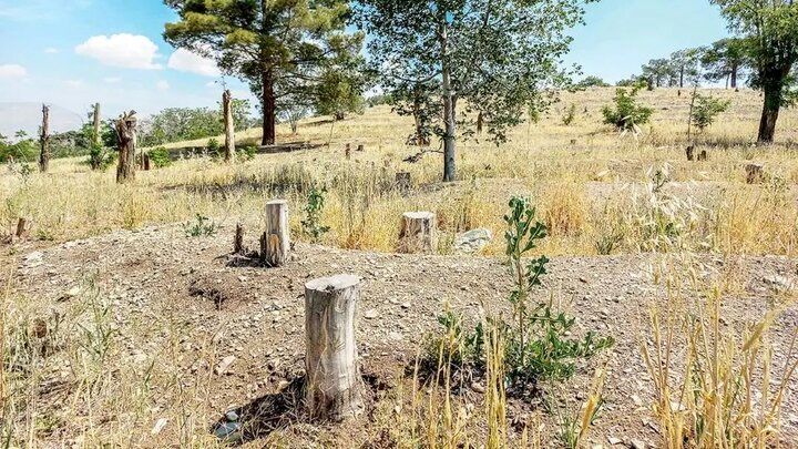 خودکفایی در کاغذ و گندم چه بلایی بر سر منابع آبی ایران آورد؟