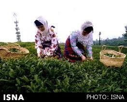 اختصاص بودجه برای به زراعی باغات چای