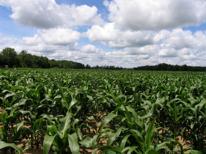 سهم 80  درصدی کشاورزی در  تولید اکسید نیتروژن