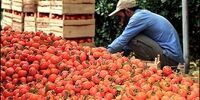 بلایی که خرمالو بر سر روده ما می آورد 