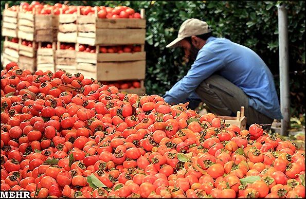 بلایی که خرمالو بر سر روده ما می آورد 
