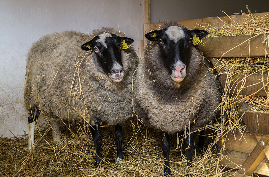 جولان مهمان جدید روسی در مراتع ایران/گوسفندهای سارق پسند! / یک گوسفند، چهار میلیون تومان!