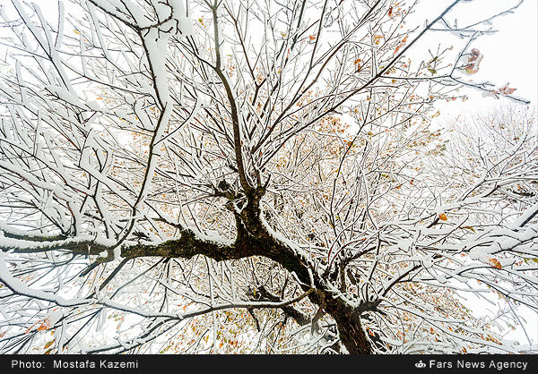 اولین بارش برف پاییزی در منطقه چهاردانگه ساری