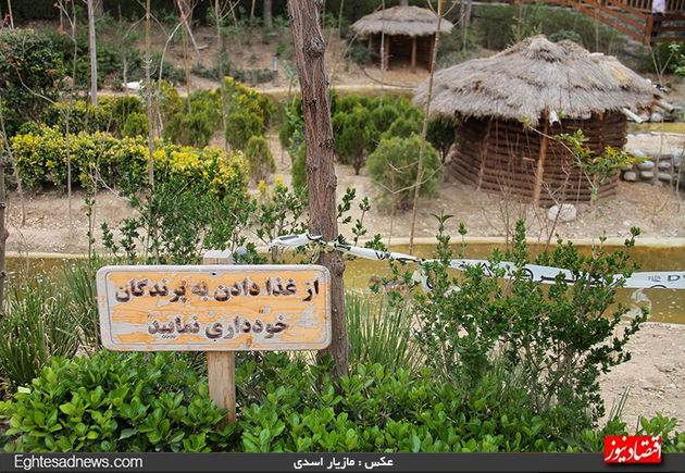 به پرندگان چیپس و پفک ندهید