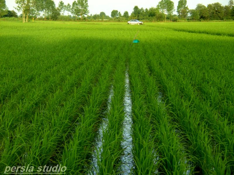 افزایش تولید برنج، کاهش تولید گندم