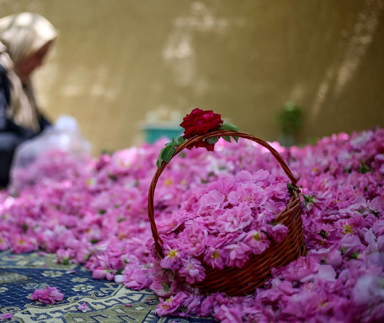 عربستان و ترکیه یک محصول دیگر ایران را به نام خود زدند | رز طائف و عصاره اسپارتا؛ تهدید جدید بازار جهانی گل محمدی ایران