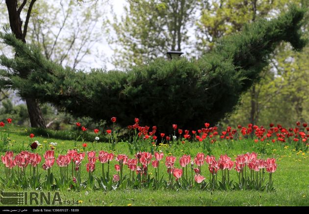 جشنواره گل ها در مشهد