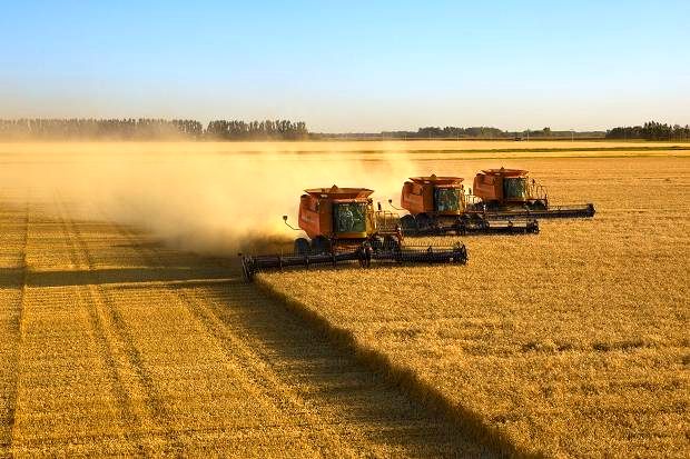 کاهش تولید گندم و کلزا در آلمان