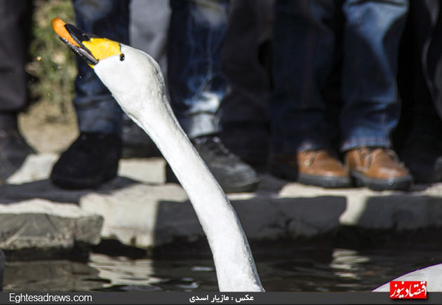 به پرندگان چیپس و پفک ندهید