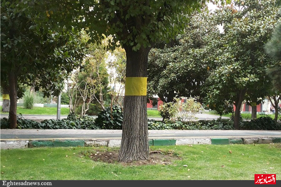 شگرد جدید برای نجات تهران از مگس سفید+عکس