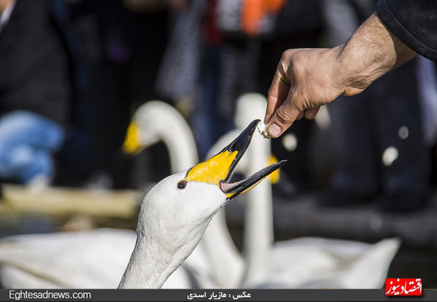 به پرندگان چیپس و پفک ندهید