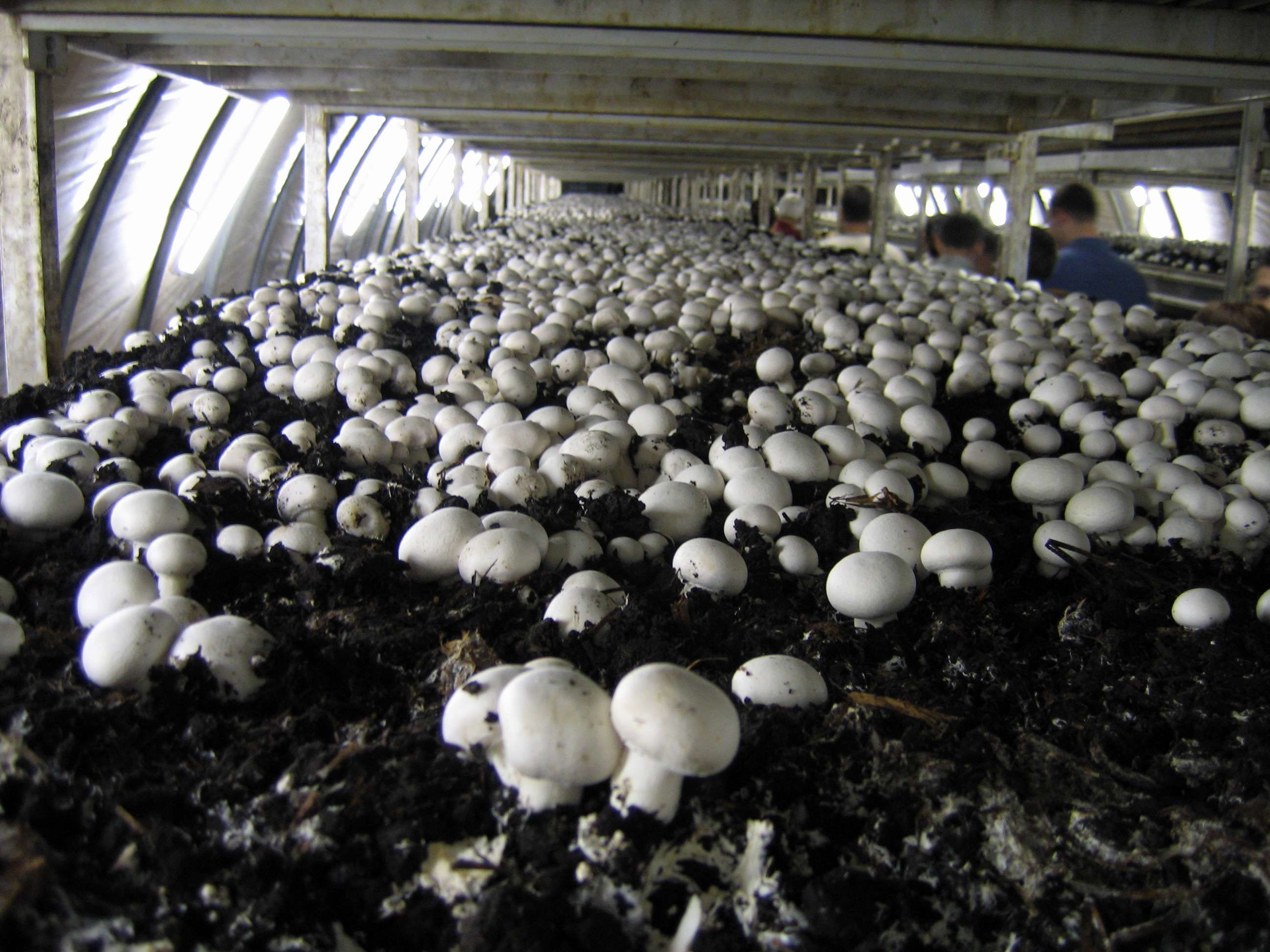 آیا پرورش قارچ خانگی می‌صرفد؟