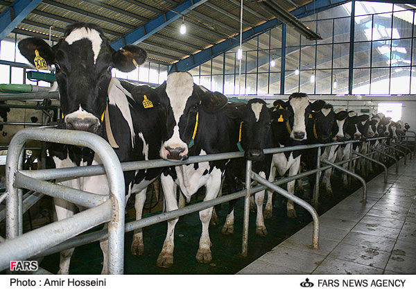 یارانه نمی خواهیم قیمت شیر را آزاد کنید