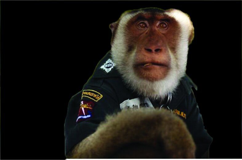 یک میمون پلیس شد+ عکس