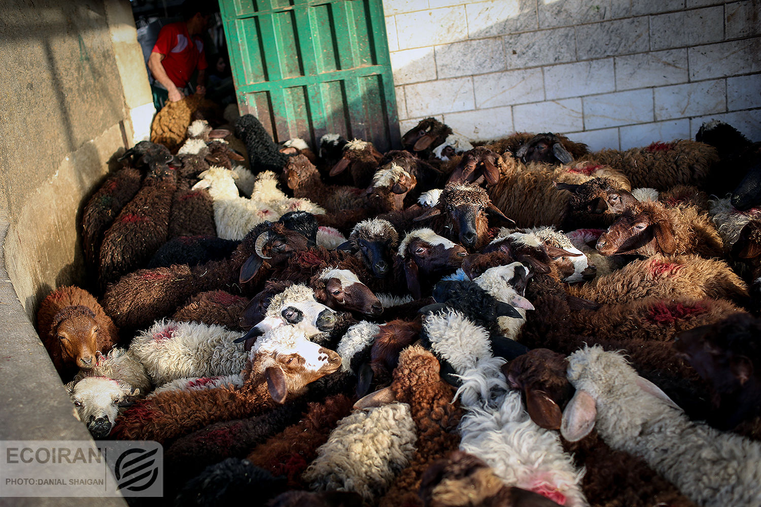 ایران از این کشور گوسفند وارد می‌کند 