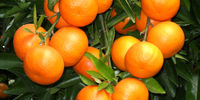 
حقایق شگفت انگیز درباره خواص نارنگی