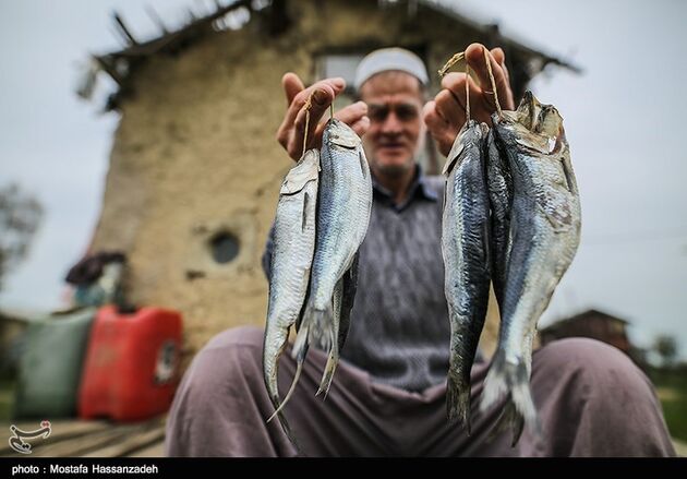 پایان فصل صید ماهی در میانکاله