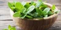 نعنا در طب سنتی+ فیلم