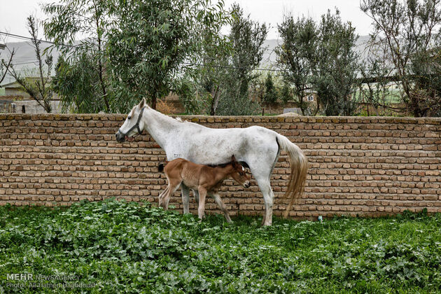 پرورش اسب روستای صوفیان