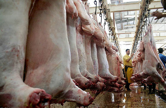 صادرات گوشت قرمز و دام زنده سبک ممنوع شد