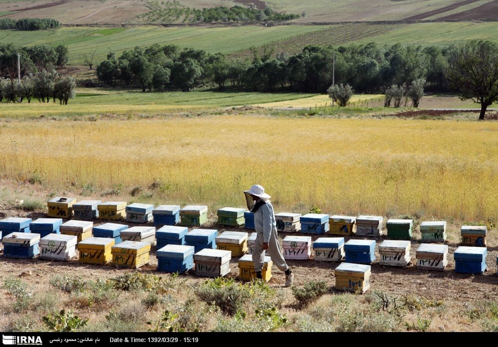 رصد بازار عسل ایرانی؛ از تولید تا صادرات چه بوده، چه خواهد شد؟
