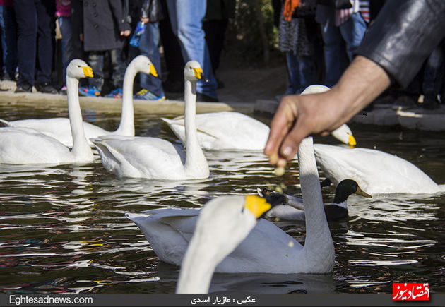 به پرندگان چیپس و پفک ندهید