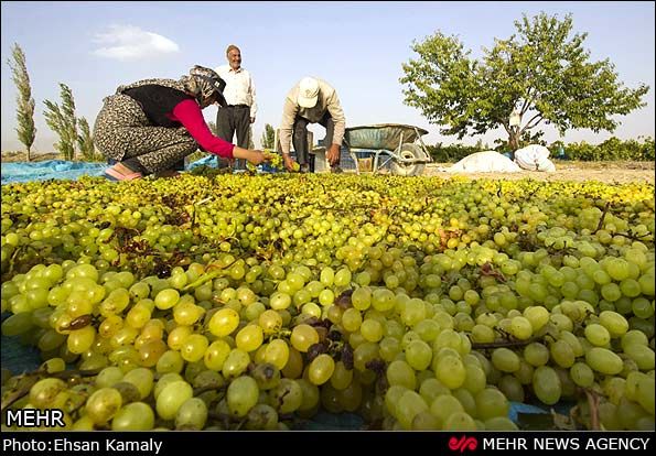 قیمت انواع انگور در میادین میوه و تره بار/انبه ؛گران ترین میوه 