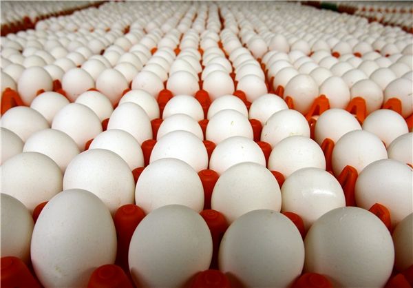 تخم‌مرغ‌های کالیفرنیایی لوکس تولید می‌شوند