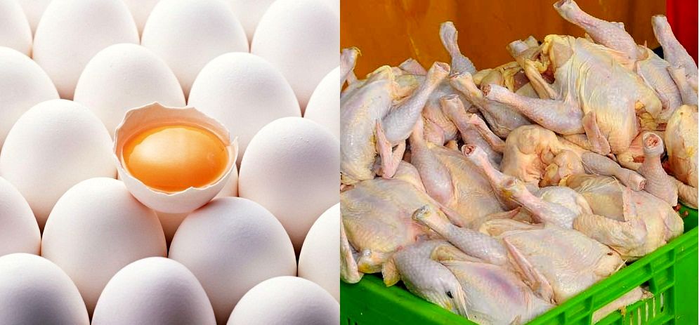 آژیر خطر بحران مرغ و تخم‌مرغ! / قیمت مصوب مرغ، ارزان‌تر از حداقل قیمت اعلام شده توسط وزیر کشاورزی