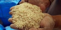 ۱۵۰ هزار تن برنج خارجی در راه بازارهای ایران