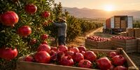 تغییر اجباری مسیر محموله‌های صادراتی ایران | نیاورانی: قیمت خرید برخی محصولات در باغ‌ها تا ۵۰ درصد کاهش یافته است