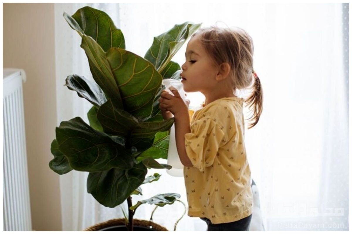 8 گیاه آپارتمانی و سمی که برای کودکان خطرناک هستند