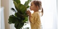 8 گیاه آپارتمانی و سمی که برای کودکان خطرناک هستند