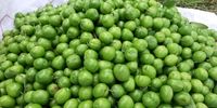 توصیه مهم طب سنتی برای مصرف گوجه‌سبز
