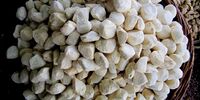 خاصیت باورنکردنی کَشک؛ مکملی برای ورزشکاران و افراد پرتحرک


