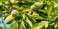 چقدر میوه بخوریم که برایمان مفید باشد / چغاله بادام داخل میوه ها نیست !