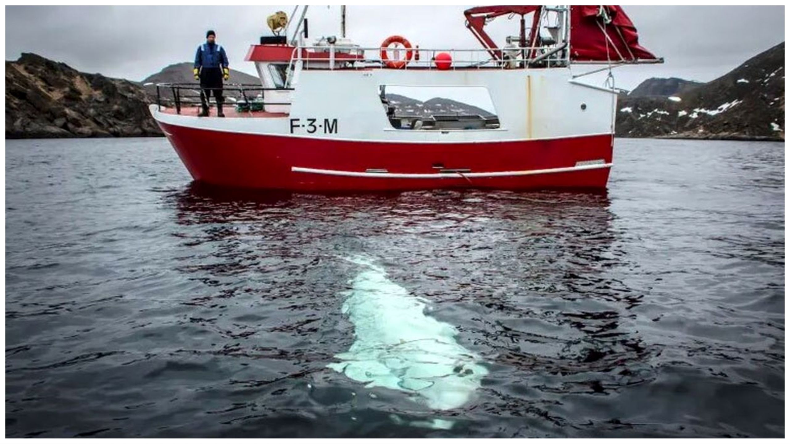 جاسوسی یک نهنگ برای روسیه!+تصاویر