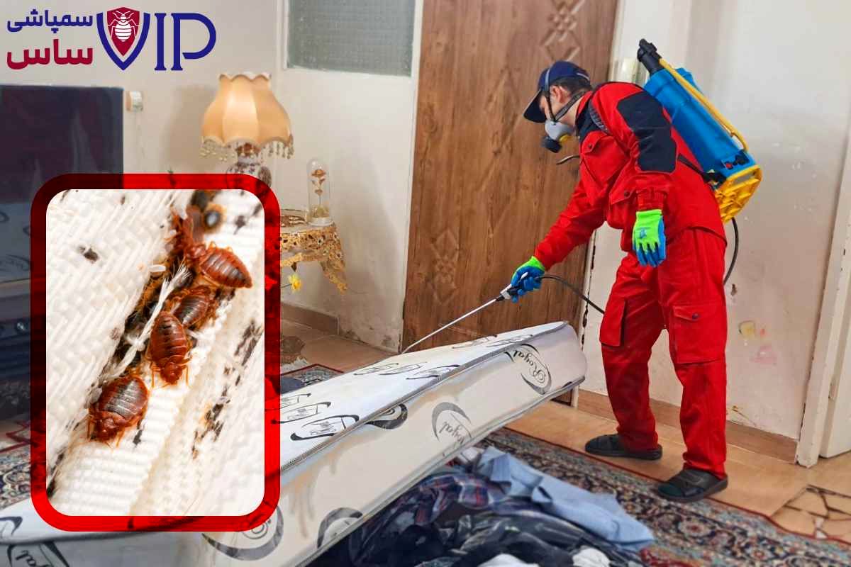 آموزش سمپاشی ساس - درمان ساس به صورت کامل