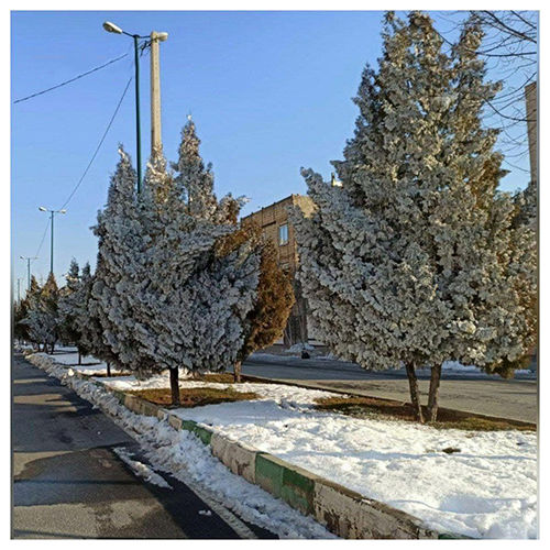 سرمای شدید درختان را تبدیل به یخ کرد+عکس