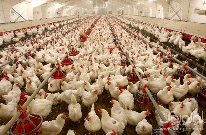 آنفلوآنزا ۲۰۰۰ میلیارد تومان به مرغداران خسارت زد/دلالی عامل گرانی تخم‌مرغ بود