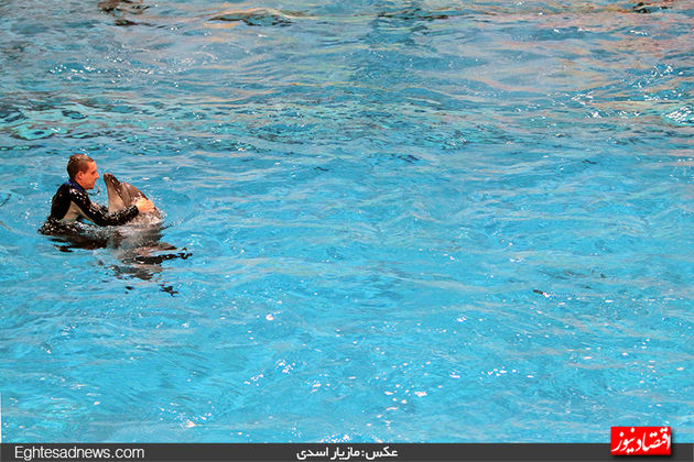 دلفین‌ها به برج میلاد رسیدند (گزارش تصویری)