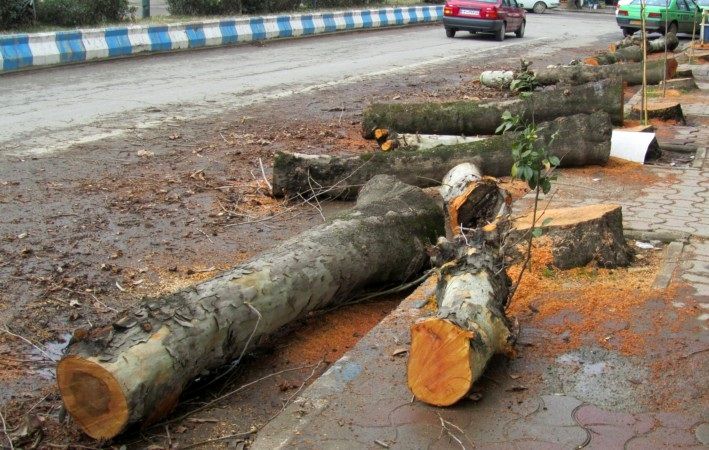 افزایش جریمه قطع درخت در تهران