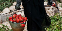 وعده کاهش قیمت گوجه‌فرنگی در ماه بعد ! 