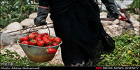 ممنوعیت در صادرات گوجه فرنگی