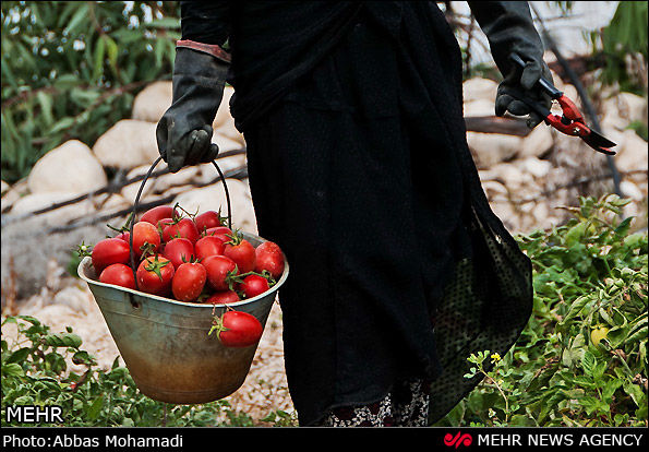 عراق از ایران ۱۰۰ میلیون دلار گوجه و هندوانه خرید

