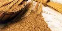روند خودکفایی گندم ادامه دارد